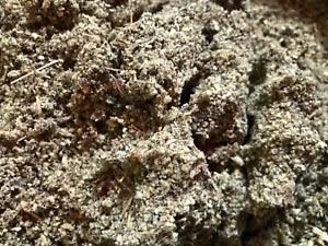 Mullein Herb - Bulk Healing Medicinal cut c/s botanical Leaf - 1/2 LB Pound