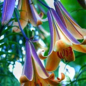 280/ 10 seeds Radican purple Trumpet Flower trumped Flowers Seeds zaden