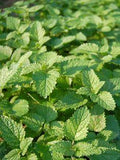 Growing Herbs from Seed: the Direct-Sow Method Flower Delivery