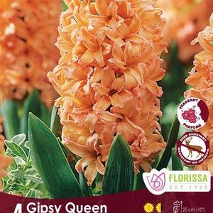 4pcs Hyacinth Gipsy Queen Hyacinth Bulbs for Planting Orange Flowers Decoration Indoor Outdoor Garden Patio Balcony Flower bulbs