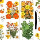 Nuanchu Pressed Flowers Resin Flowers for Resin Mold, Real Daisy Dried Flower Le