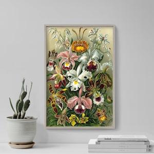 Ernst Haeckel Poster - Orchidae - Plate 74 - Art Forms in Nature (1904) - Painting Photo Print Gift Wall Home D???cor Botanical Orchid