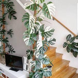 Nr 134 Philodendron Colorful Houseplants 5 Seeds Zaden withe Indoor Plants
