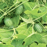 Cucamelon aka Mouse Melon Seeds - Melothria Scabra - Delicious & Abundant