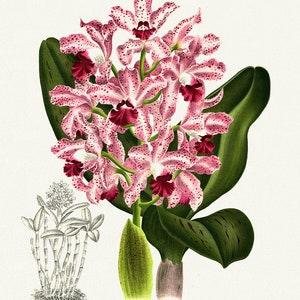 Orchid No. 375, 1885, Linden auth., botanical print (giclee) on canvas, 50x70cm. or 20x25" approx.
