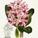 Orchid No. 375, 1885, Linden auth., botanical print (giclee) on canvas, 50x70cm. or 20x25" approx.
