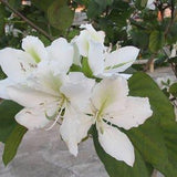 Bauhinia Alba 7 Seeds, Fragrant White Orchid Tree Camel's Foot
