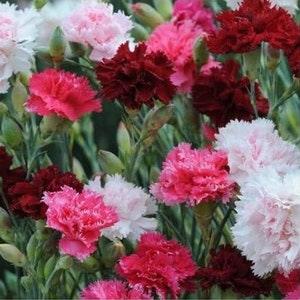 100 Pcs Dianthus Sonata Mixed Flower Seeds- Dianthus Plumarius-Spring Beauty / (FL052)