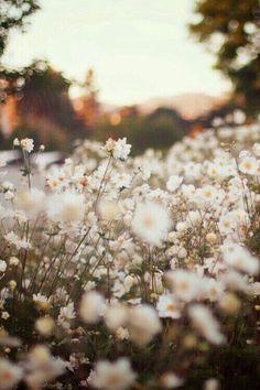 daisy field Flower Delivery