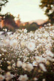 daisy field Flower Delivery