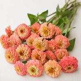 Oklahoma Salmon ZINNIA SEEDS cut flower bouquet Dizzy Bees Urban Garden
