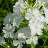 30+ Rare Phlox Drummondii White Flower Seeds- White Phlox Drummondii -White Nana Compacta-Annual Phlox -B463