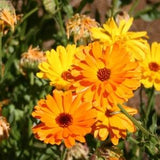 Calendula fancy mix Seeds Non-GMO, Open Pollinated, Heirloom for Hydroponics, Aquaponics, Soil, Raised Bed, Indoor, Outdoors, pots
