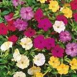 Marvel of Peru Four-o-Clock False Jalap Fragrant Flowers Blend 2g / 30 Seeds - Mirabilis Jalapa GMO FREE