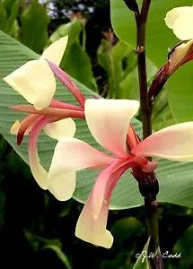 RARE Panache Canna Lily Live Plant Rhizome, Creamy White/Yellow with Pink Center