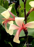 RARE Panache Canna Lily Live Plant Rhizome, Creamy White/Yellow with Pink Center