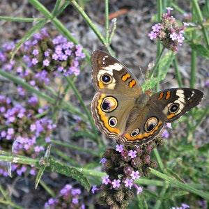 Tall Verbena (Verbena Bonariensis)  Packet of 25 seeds with New!