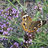 Tall Verbena (Verbena Bonariensis)  Packet of 25 seeds with New!