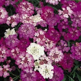 100+ Candytuft Umbellata Mixed Color Flower Seeds- Annual for sun-IBERIS---B305