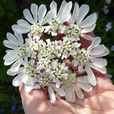 20+ seeds Orlaya grandiflora??Minoan Lace??