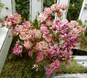 75+ Dried MINI Fairy Rose Flowers Pink Weddings Potpourri Crafts