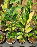 Wholasale 5 plants Zamioculcas zamiifolia  variegated