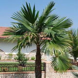 Trachycarpus latisectus - Windamere Palm - 5 Seeds