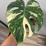 Monstera Thai Constellation Variegated Rooted Cutting Nodes With Insulated Packing Gift
