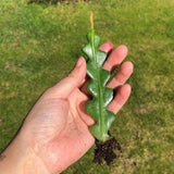 Fishbone cactus | Epiphyllum anguliger | flowering succulents