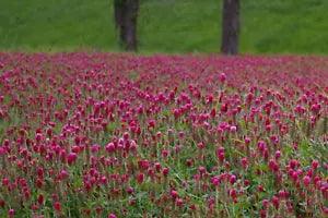 3000 CRIMSON CLOVER Carnation, French, Italian Trifolium Incarnatum Flower Seeds