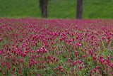 3000 CRIMSON CLOVER Carnation, French, Italian Trifolium Incarnatum Flower Seeds