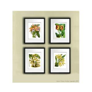 Orchid Flowers Art Prints Yellow Orange flowers,  Botanical Art Set of 4 Prints Decor Tropical Hawaiian Decor Wall Hanging Art prints Gnosis