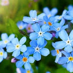 200 Pcs Forget me not Seeds-Myosotis Sylvatica Seeds-Blue Forget me not- Excellent Perennial-FL648
