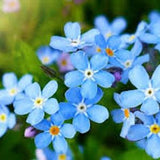 200 Pcs Forget me not Seeds-Myosotis Sylvatica Seeds-Blue Forget me not- Excellent Perennial-FL648