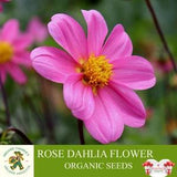 Rose Dahlia Organic Seeds, 20+ Count Rose Dahlia Flower Seed, Rose Dahlia Plant for Garden and Pot, Non-GMO - Heirloom, Open Pollination