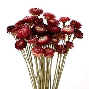 Dried Flower 40PCS Daisy Bouquet 100% Natural Chrysanthemum Dry Flower for