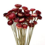 Dried Flower 40PCS Daisy Bouquet 100% Natural Chrysanthemum Dry Flower for