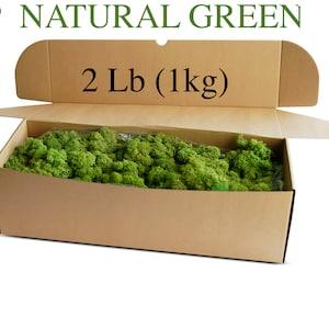 Reindeer Lichen for Moss Wall Decor/Preserved Long-lasting Soft Lush Green Moss WDSLO/Crafts/Wedding Decor/Gift Basket/Covering Soil Plants