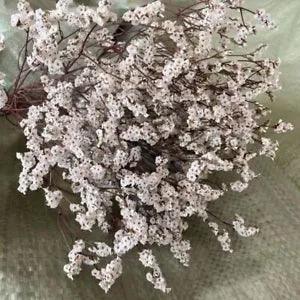Crystal Grass Natural Fresh Dried Preserved - Real Flower Branch Home Decoration