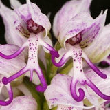 20pcs Naked Man Orchid (Orchis Italica) Flower Seeds (code8)