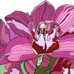 Purple Orchid