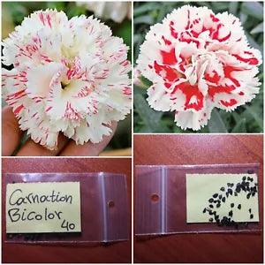 Rare Heirloom Carnation ''Bicolor'' ~40 New Seeds Red White Flower