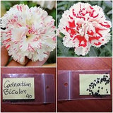 Rare Heirloom Carnation ''Bicolor'' ~40 New Seeds Red White Flower