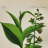 Broad-Leaved Helleborine Orchid Print - Original Antique Botanical 1880s - Epipactis latifolia (plant flower seed orchidaceae Orchidaceae)