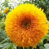 Teddy Bear Sunflower 20 Seeds