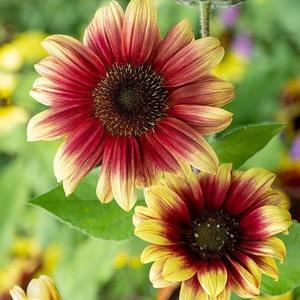 Ruby Eclipse Sunflower Seeds (25) - Helianthus Annuus - Annual Pollenless Branching Non-GMO Sunflower Seeds for Garden Planting