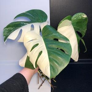 Sectoral Halfmoon Variegated Monstera Borsigiana cuttings | Free phyto | Read description for how to get a discount | shipping from Japan