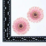 2PCS Real Pressed Dry daisy Flower, Large pink Flower Head for art FSS26 #1