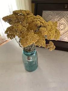 Yellow YARROW Bunch BOUQUET Bundle DRIED FLOWERS YELLOW