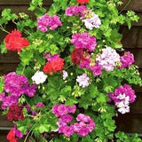 Ivy Geraniums Cascade Geranium Speedy Mix Flowers Blend 10 Seeds - Pelargonium Peltatum NON GMO